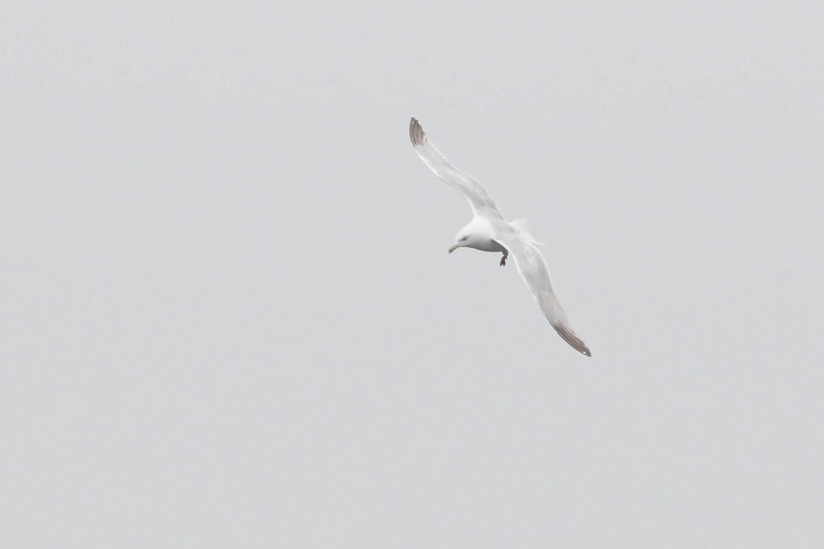 American Herring Gull - ML628054479