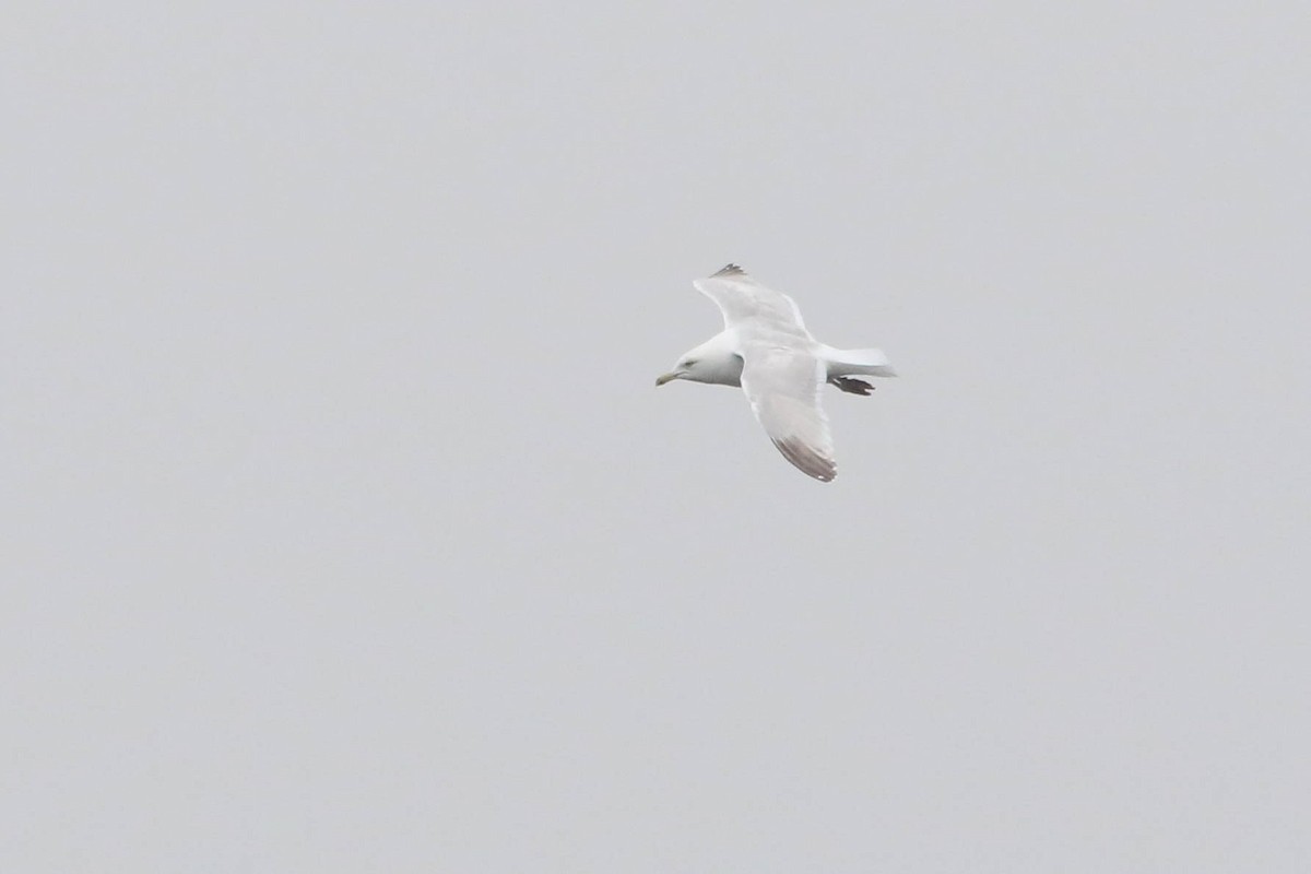 American Herring Gull - ML628054480