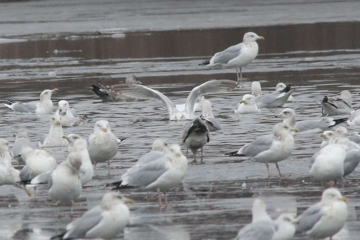 American Herring Gull - ML628054481