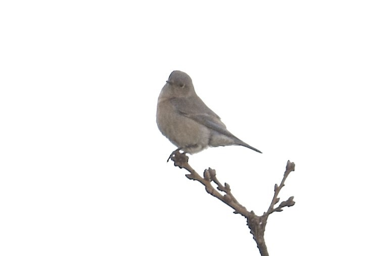 Western Bluebird - ML628054503