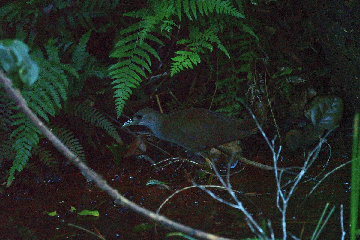 Pale-vented Bush-hen - ML628054510