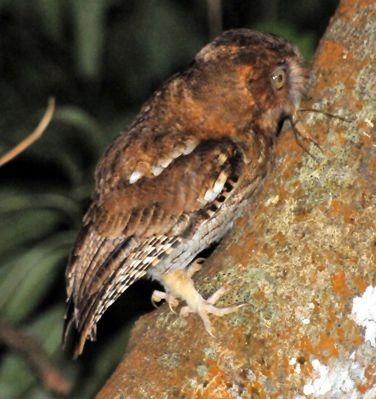 Santa Marta Screech-Owl - ML628054529