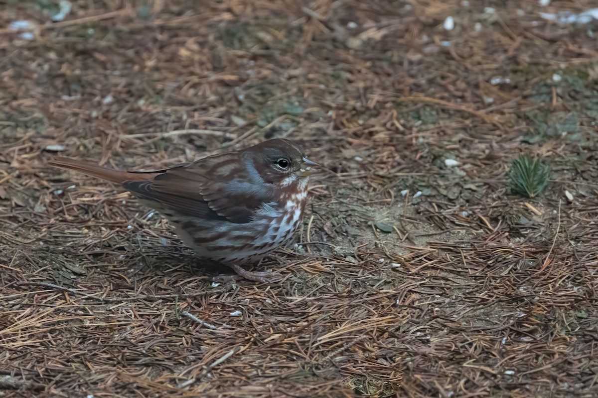 Fox Sparrow (Red) - ML628054589