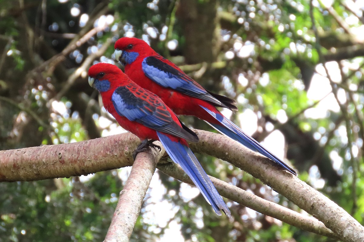 Crimson Rosella - ML628054598