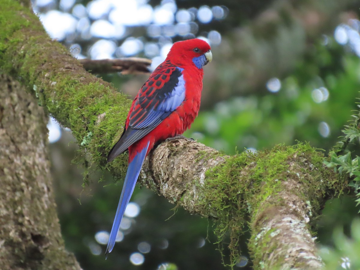 Crimson Rosella - ML628054599