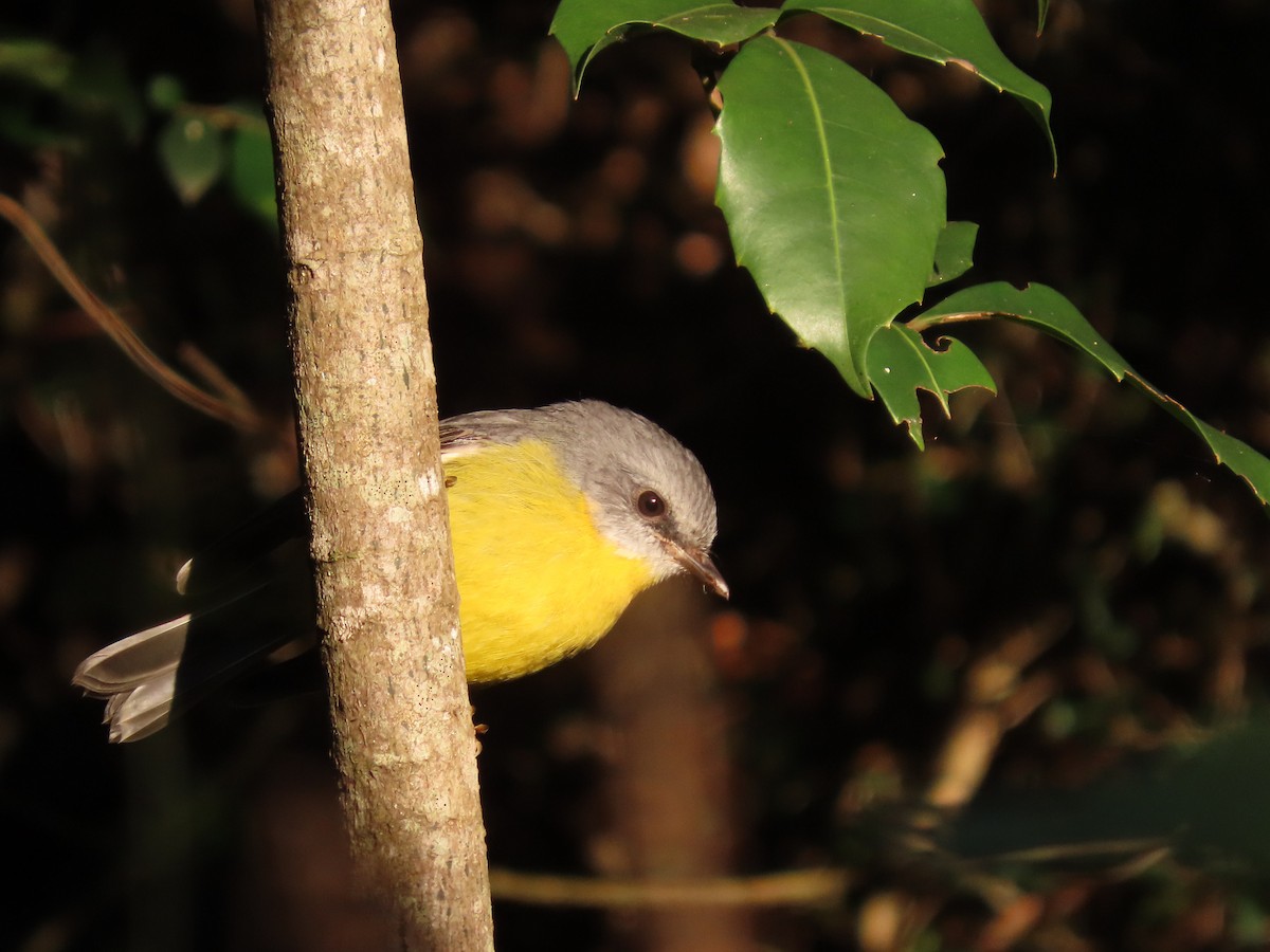 Eastern Yellow Robin - ML628054605