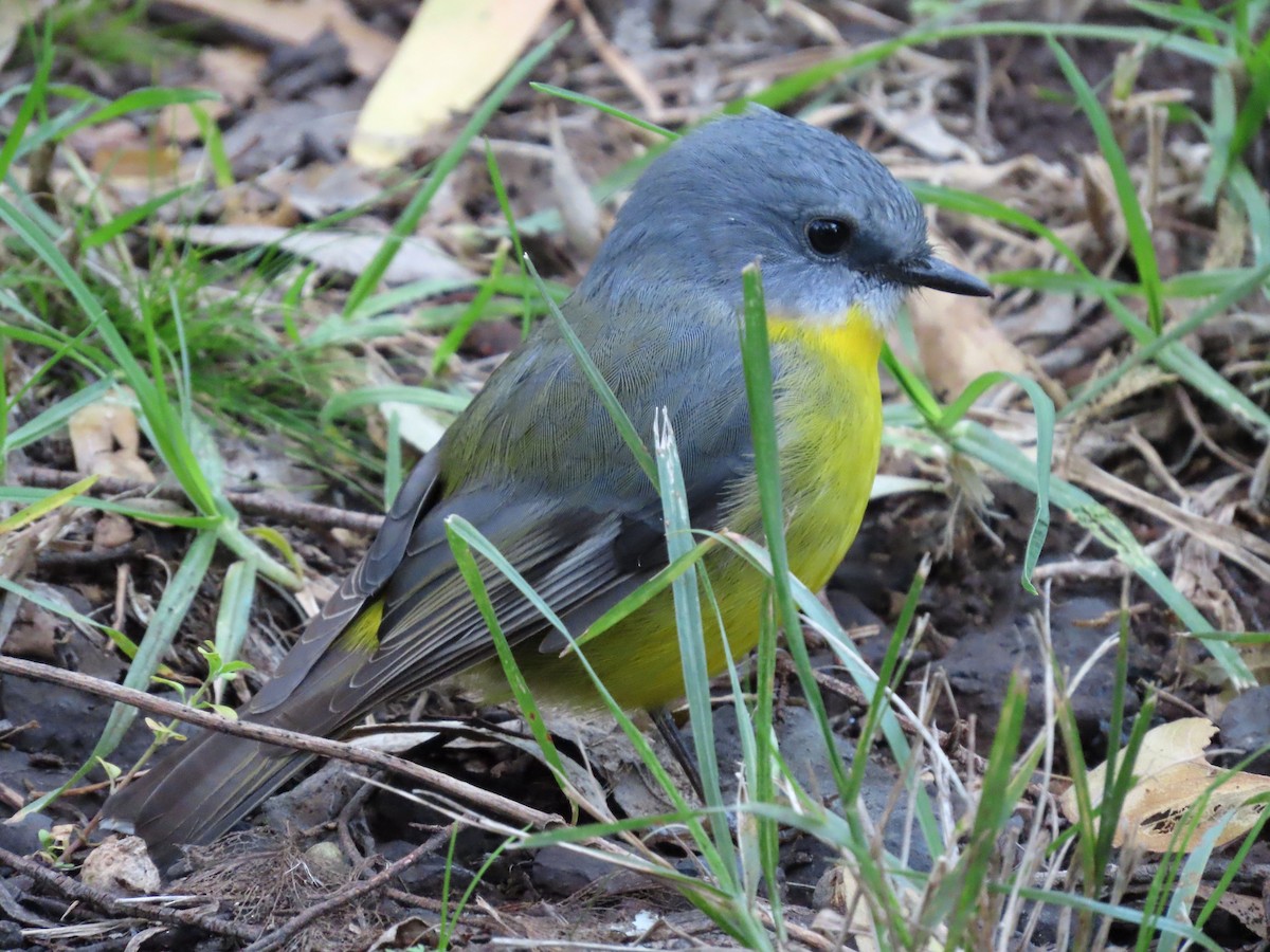 Eastern Yellow Robin - ML628054606