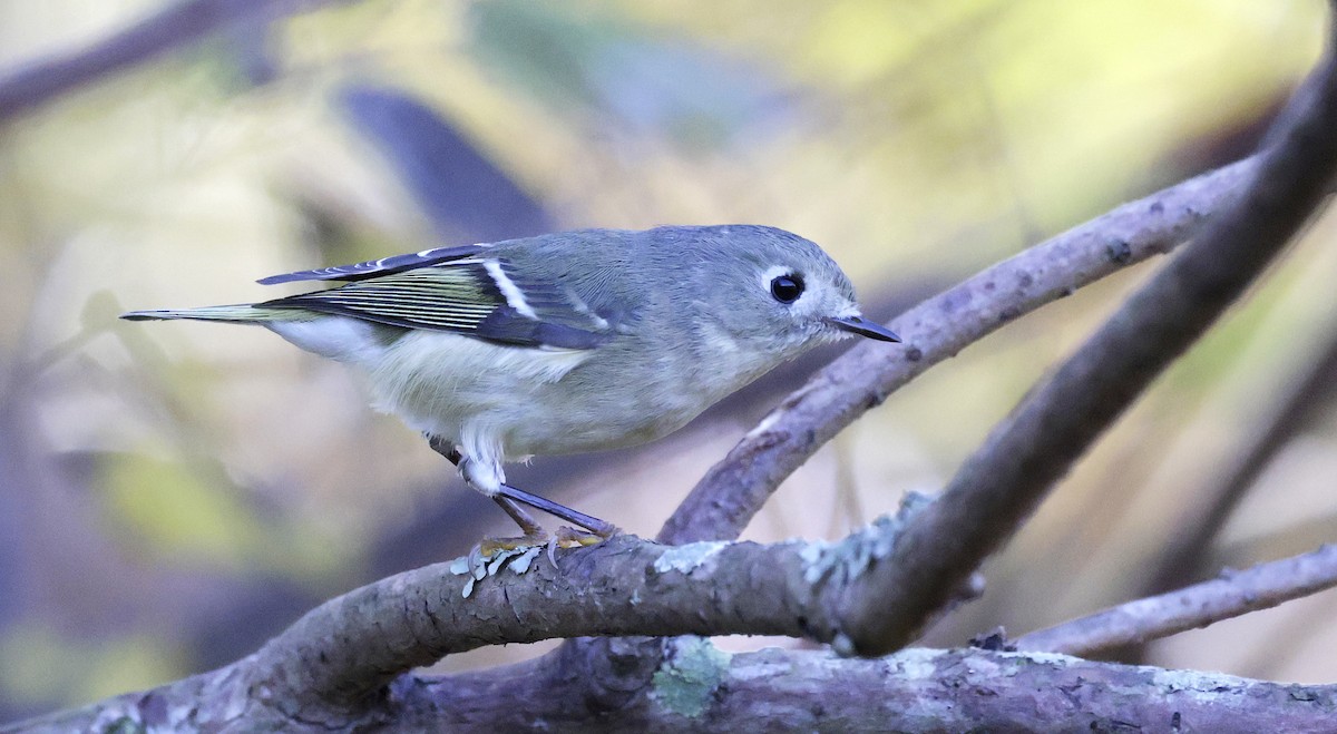 Ruby-crowned Kinglet - ML628054607