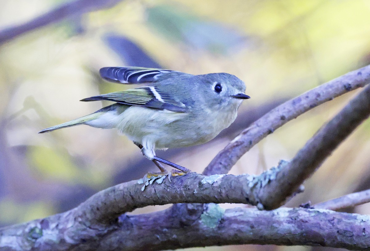 Ruby-crowned Kinglet - ML628054608