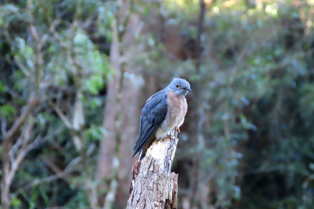 Fan-tailed Cuckoo - ML628054616