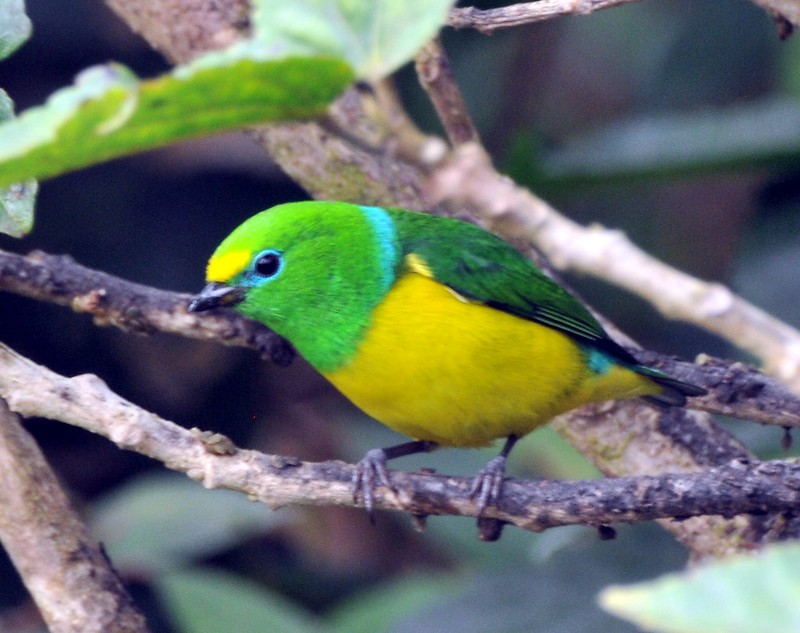 Blue-naped Chlorophonia - ML628054618