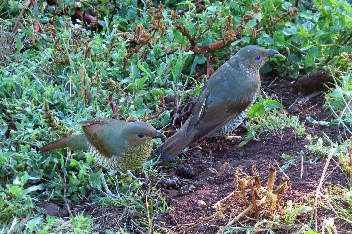 Satin Bowerbird - ML628054621