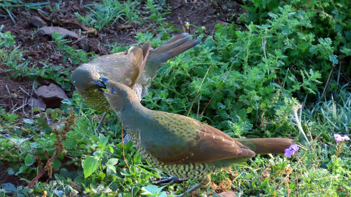 Satin Bowerbird - ML628054622