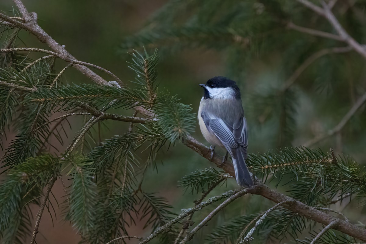 Black-capped Chickadee - ML628054624