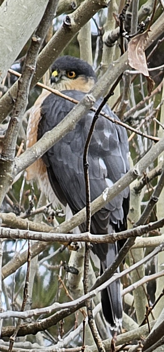 Sharp-shinned Hawk - ML628054668