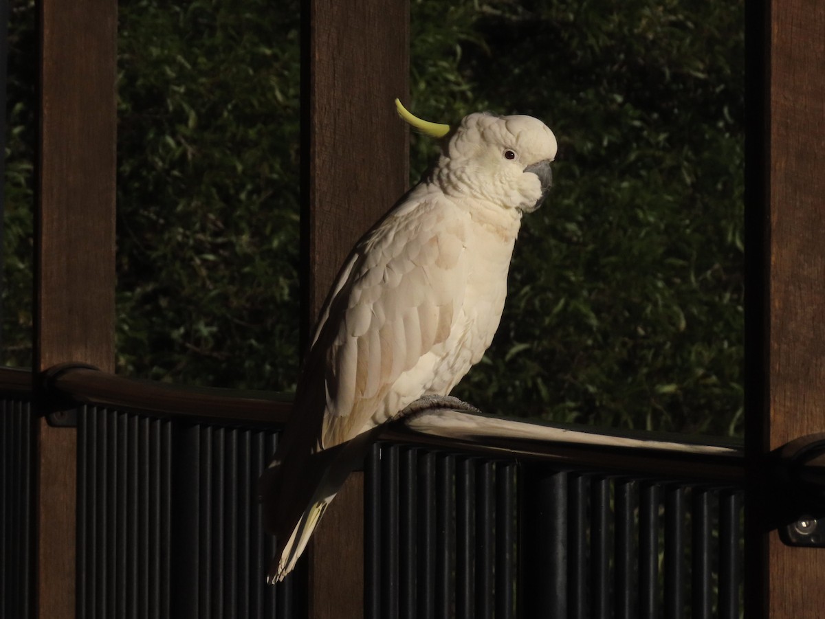 Sulphur-crested Cockatoo - ML628054729