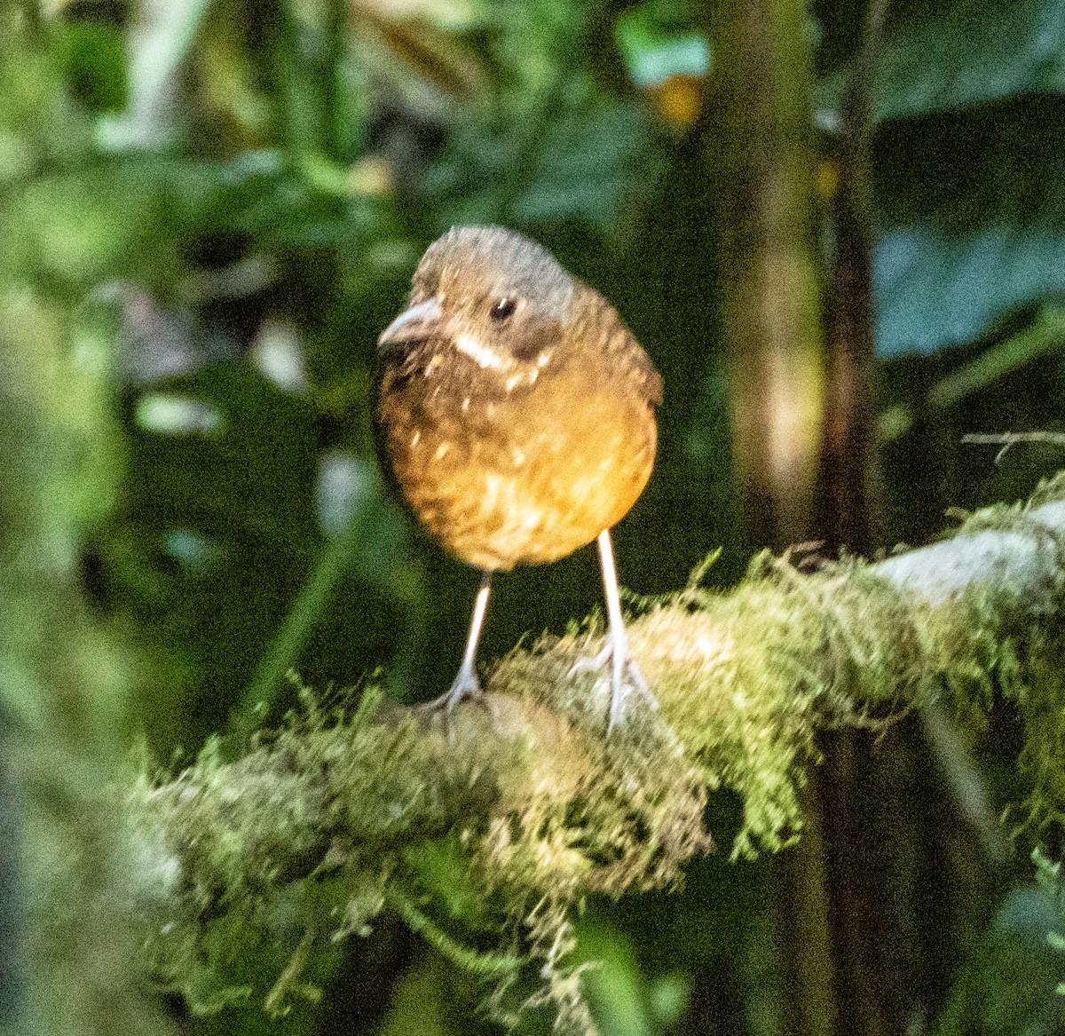 Moustached Antpitta - ML628054766