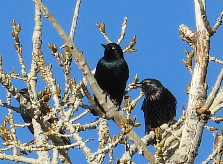 Brewer's Blackbird - ML628054868