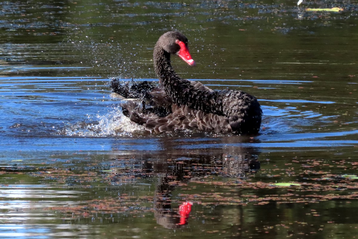 Black Swan - ML628054915