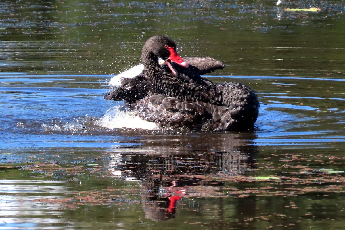 Black Swan - ML628054916