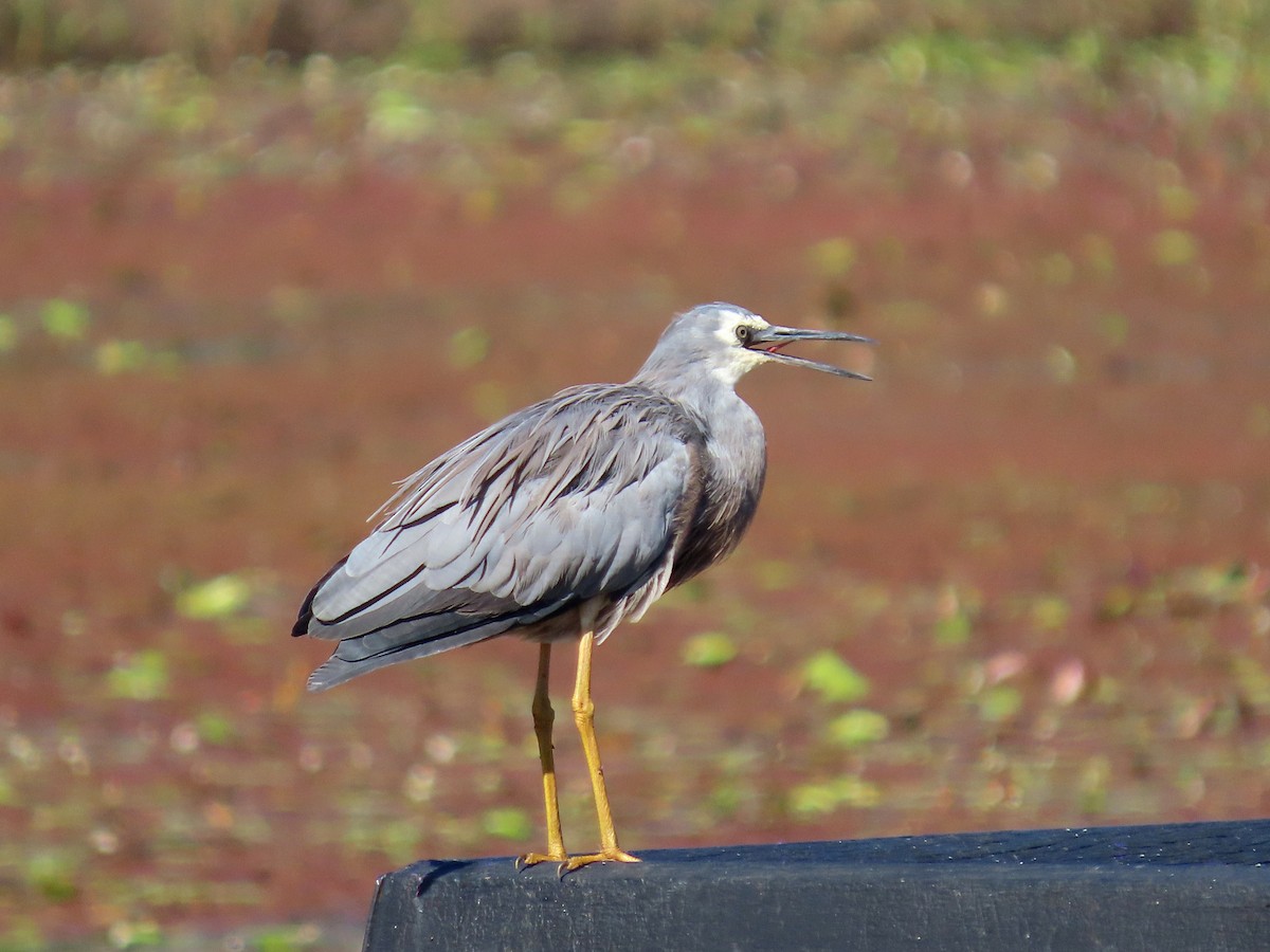 White-faced Heron - ML628054922