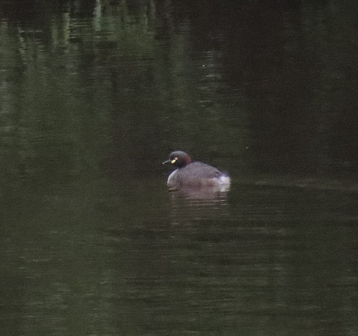 Australasian Grebe - ML628054945