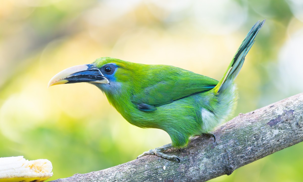 Groove-billed Toucanet (Yellow-billed) - ML628054970