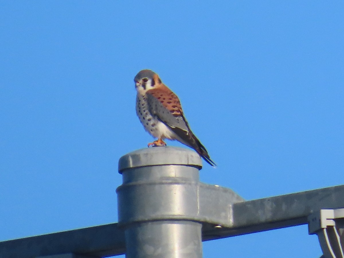 American Kestrel - ML628055027