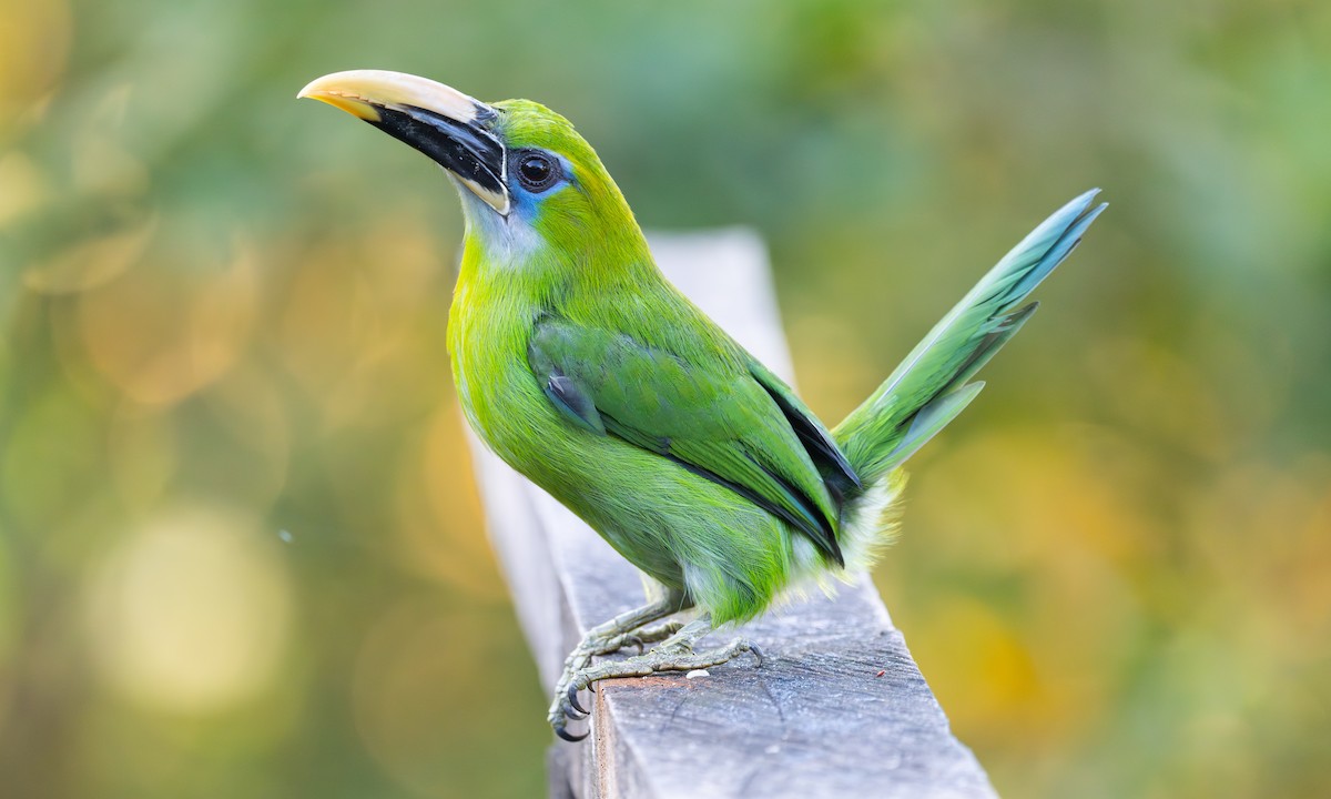 Groove-billed Toucanet (Yellow-billed) - ML628055065