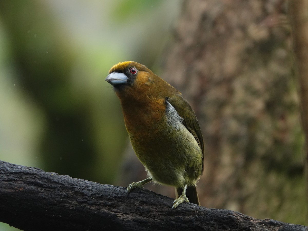 Güdük Barbet - ML628055143