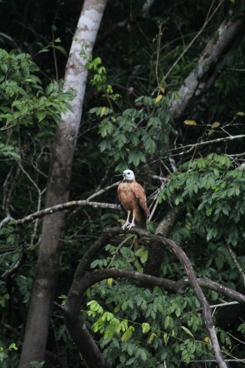 Black-collared Hawk - ML628055158