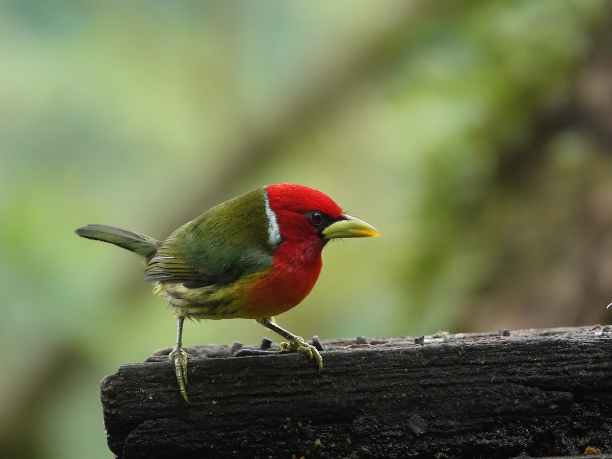 Kırmızı Başlı Barbet - ML628055159