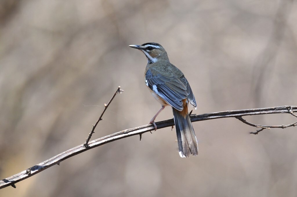 Bearded Scrub-Robin - ML628055203