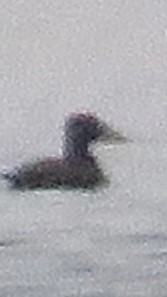 Surf Scoter - ML628055240