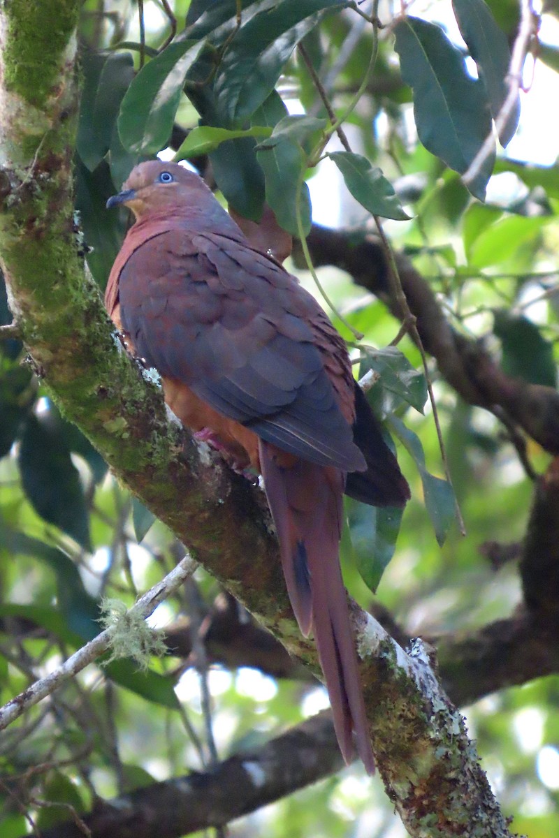 Brown Cuckoo-Dove - ML628055243