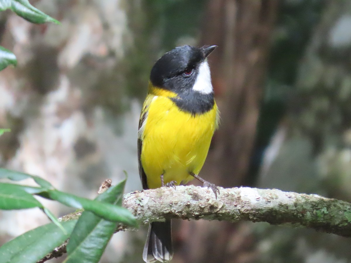 Golden Whistler (Eastern) - ML628055257