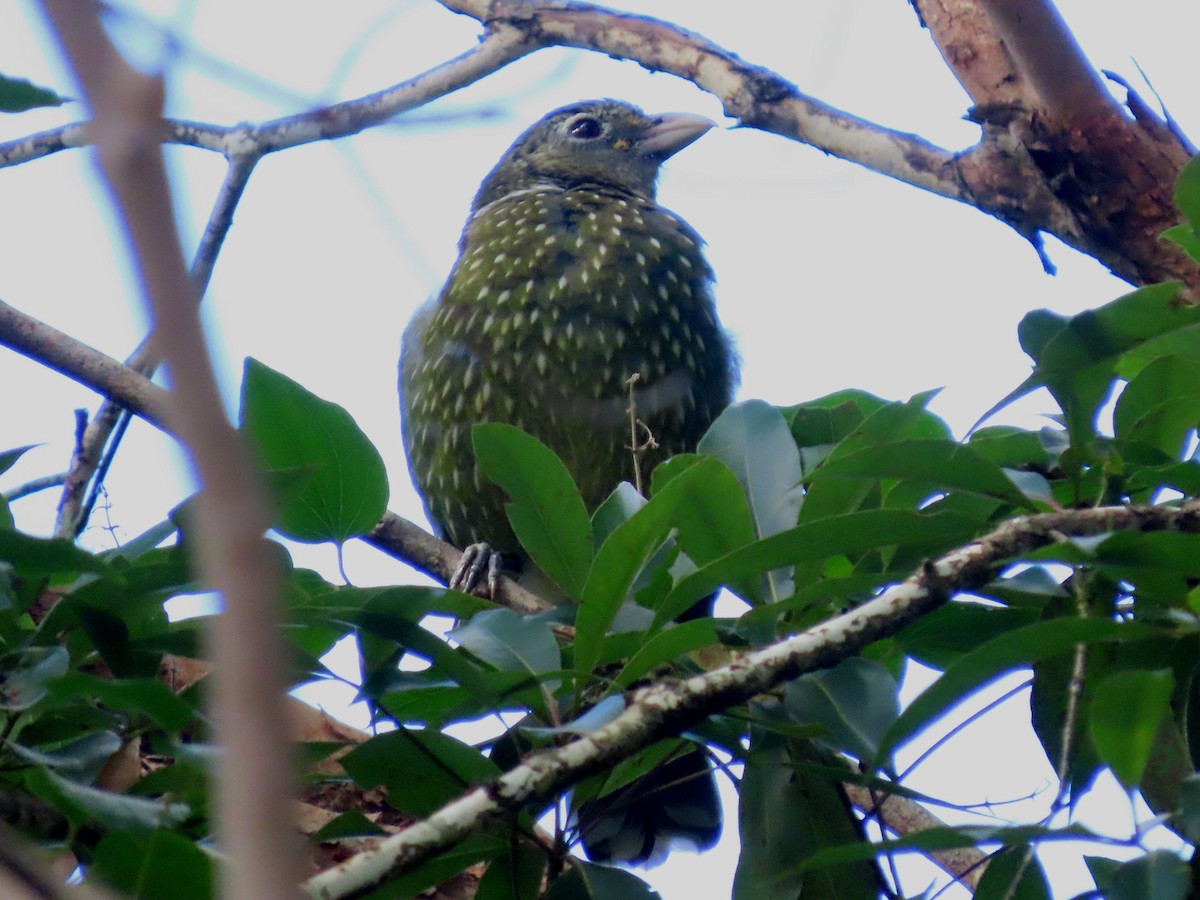 Green Catbird - ML628055280