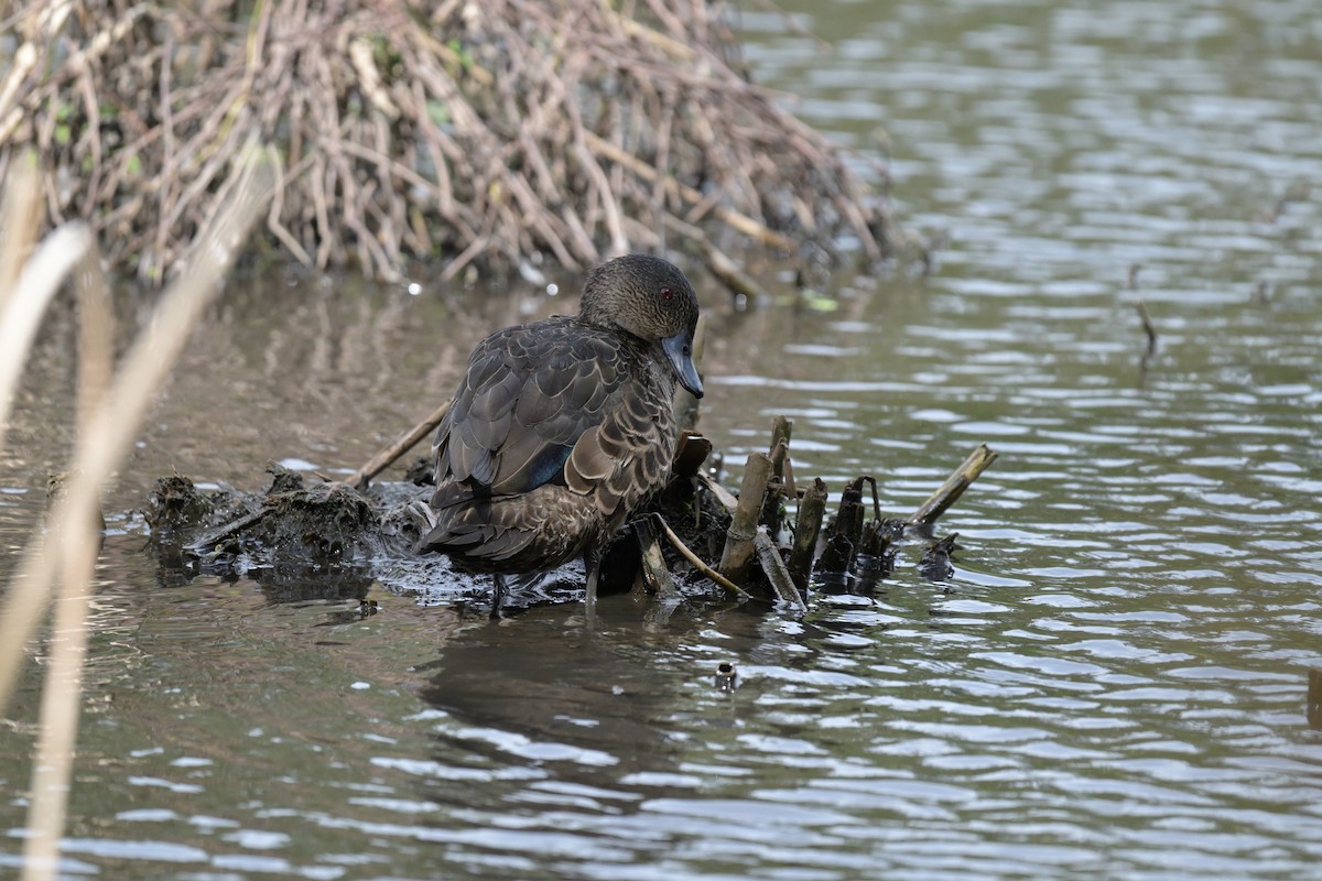 Chestnut Teal - ML628055324