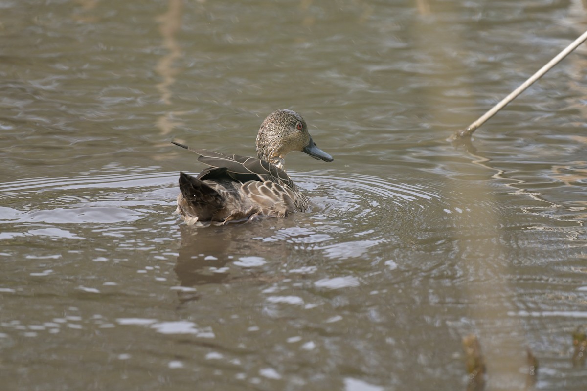 Chestnut Teal - ML628055328