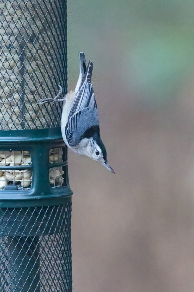 White-breasted Nuthatch - ML628055337