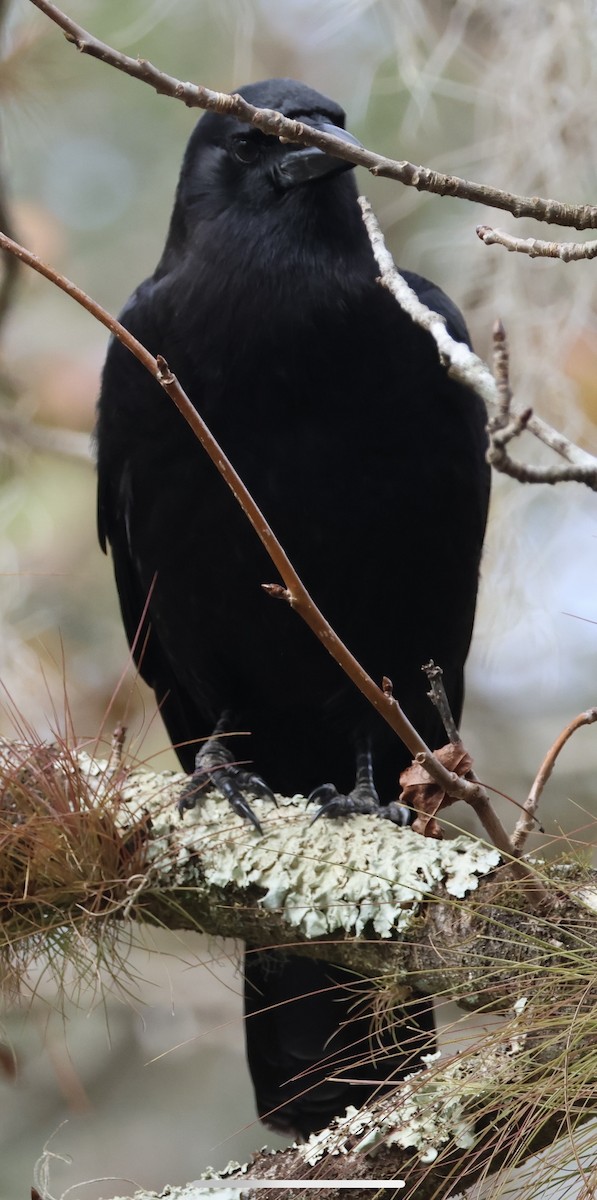 American Crow - ML628055348