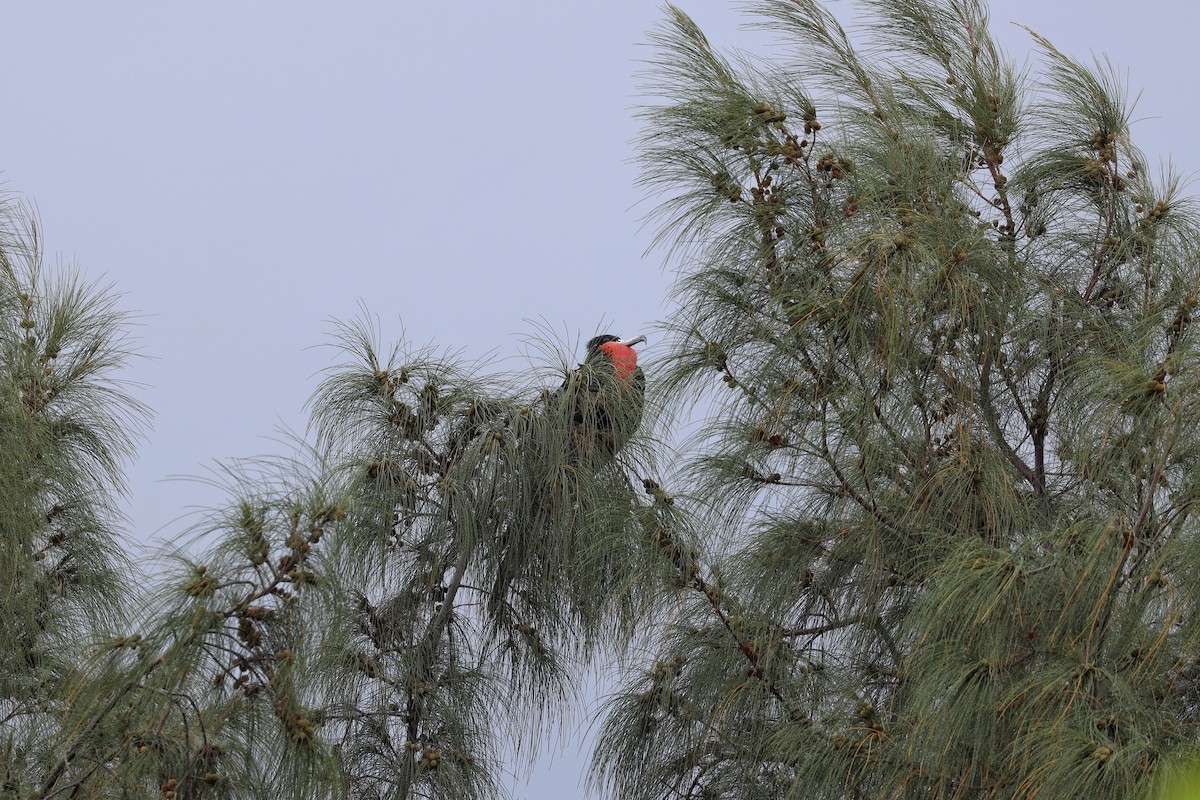 Magnificent Frigatebird - ML628055361