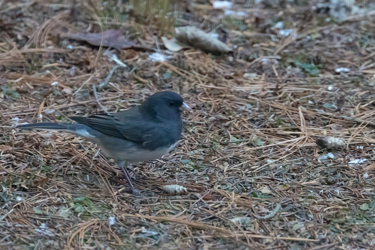 Dark-eyed Junco - ML628055364