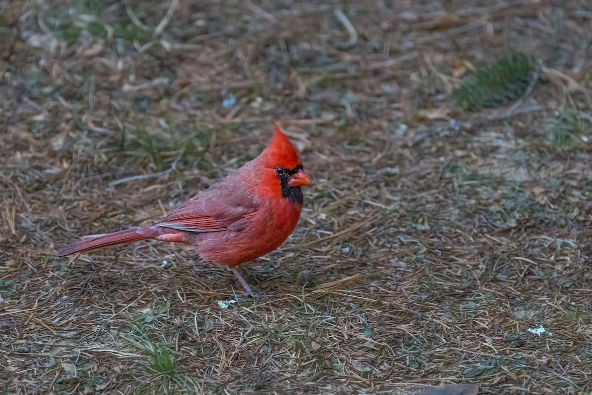 Northern Cardinal - ML628055455