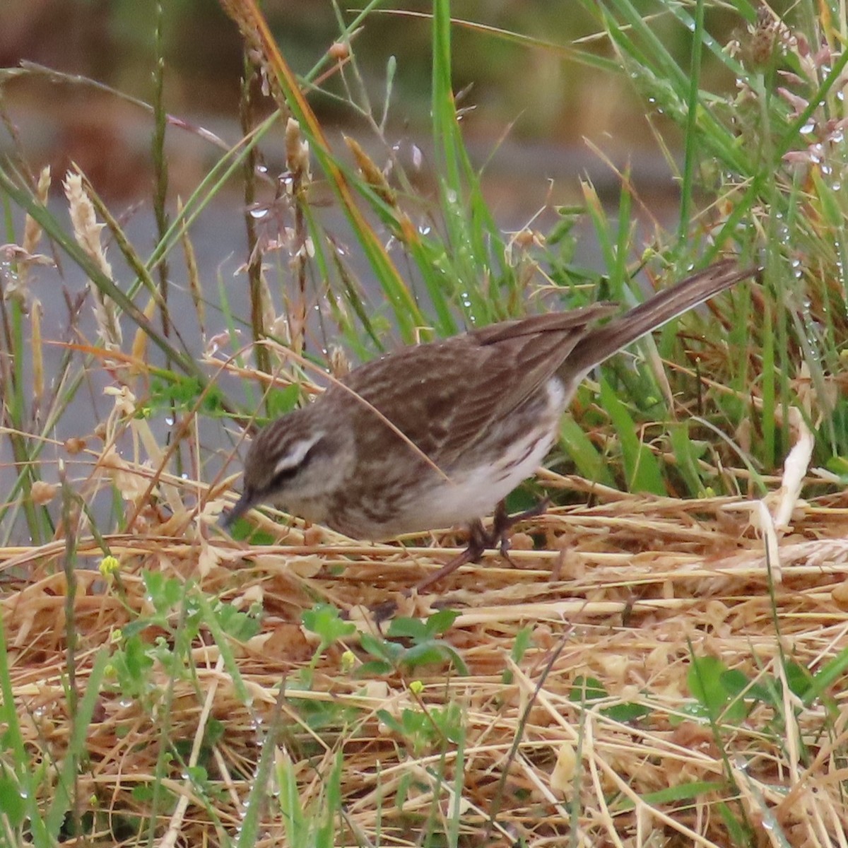 New Zealand Pipit - ML628055532