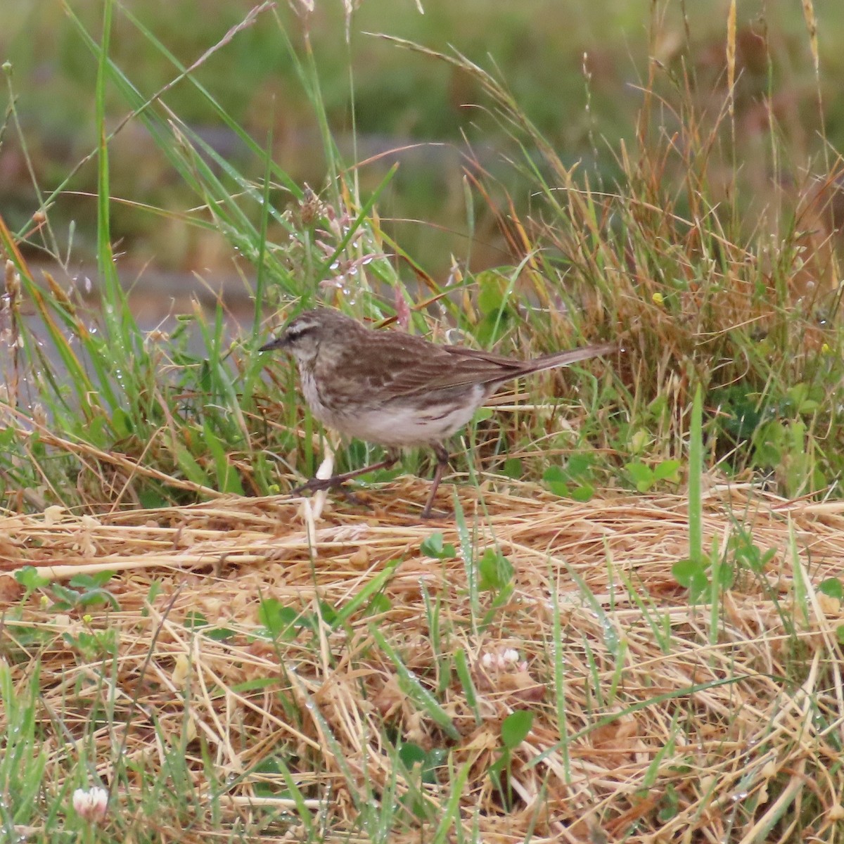 New Zealand Pipit - ML628055533