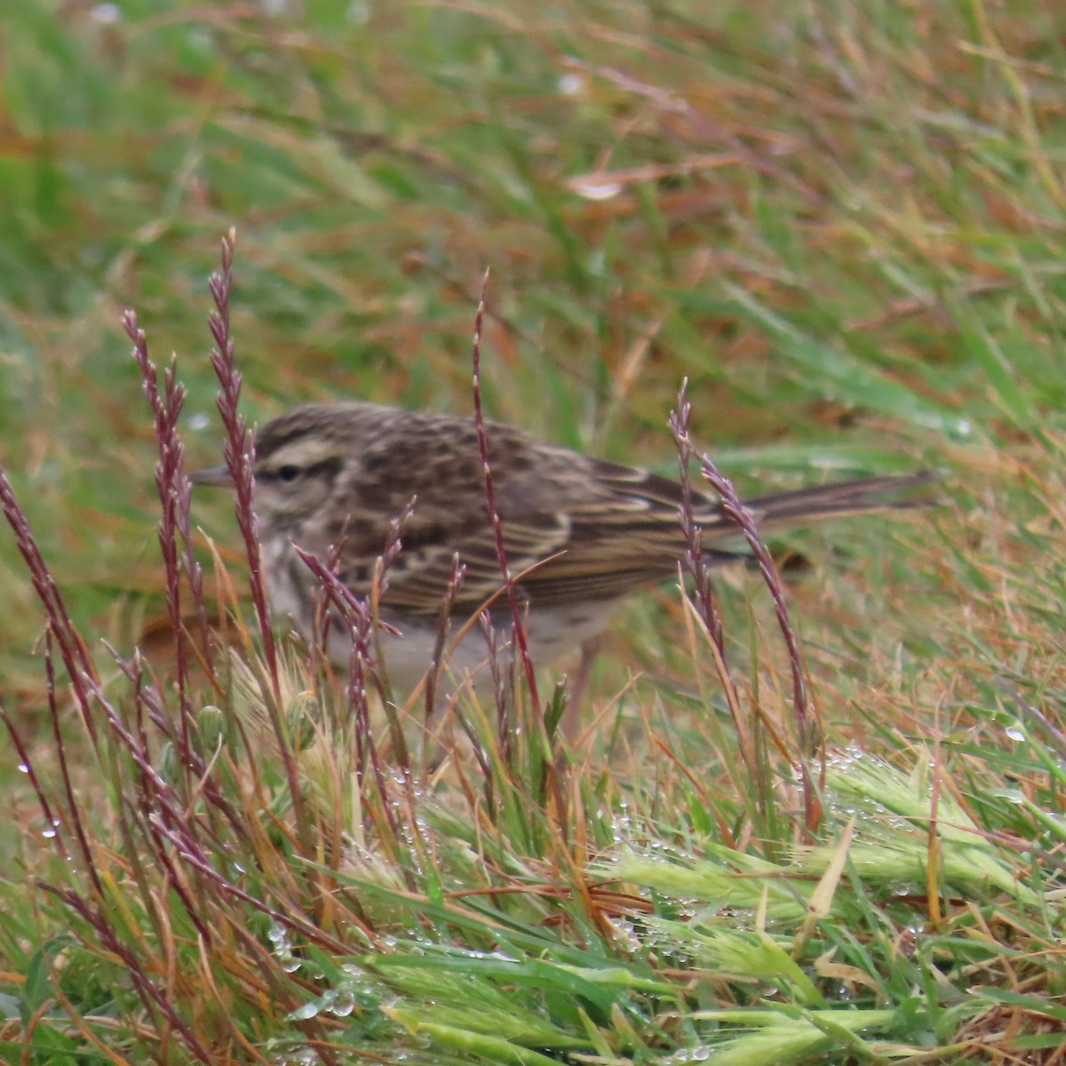 New Zealand Pipit - ML628055534