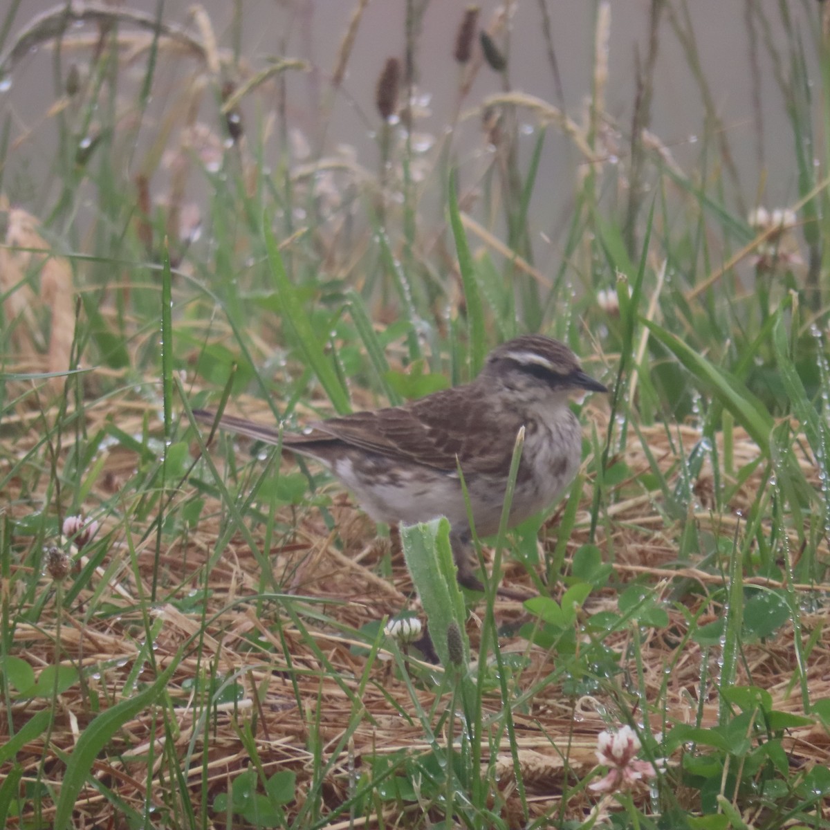 New Zealand Pipit - ML628055535