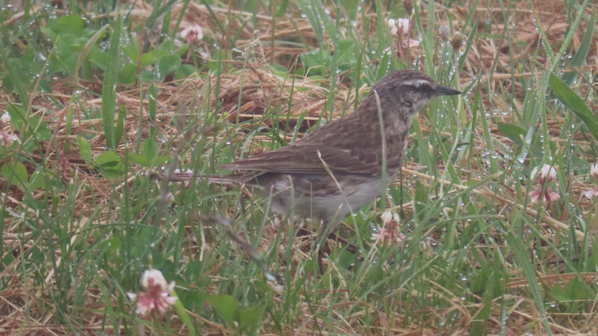 New Zealand Pipit - ML628055536