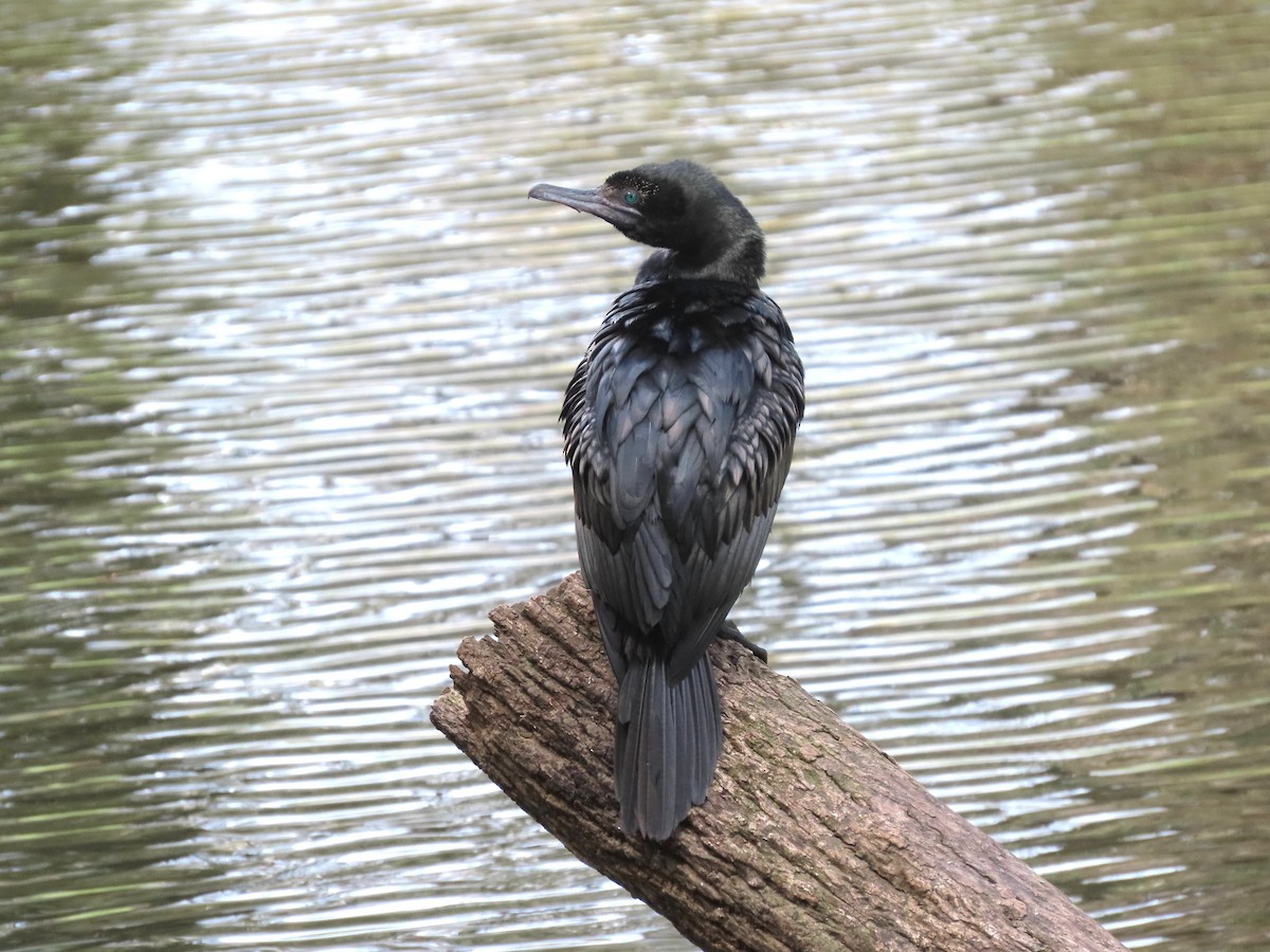 Little Black Cormorant - ML628055599